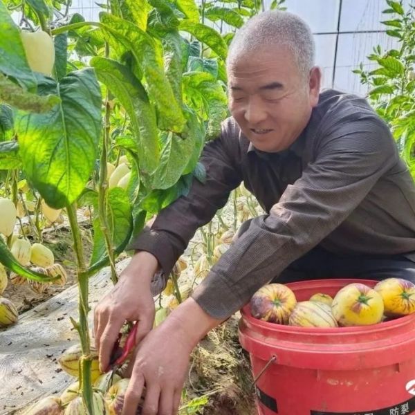 民勤：大棚經濟為鄉村振興賦能